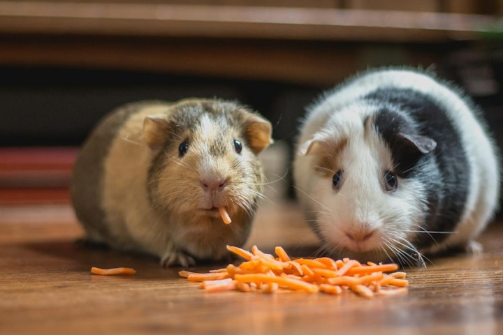 テンジクネズミ,ふれあい,モルモット,動物園,触れる