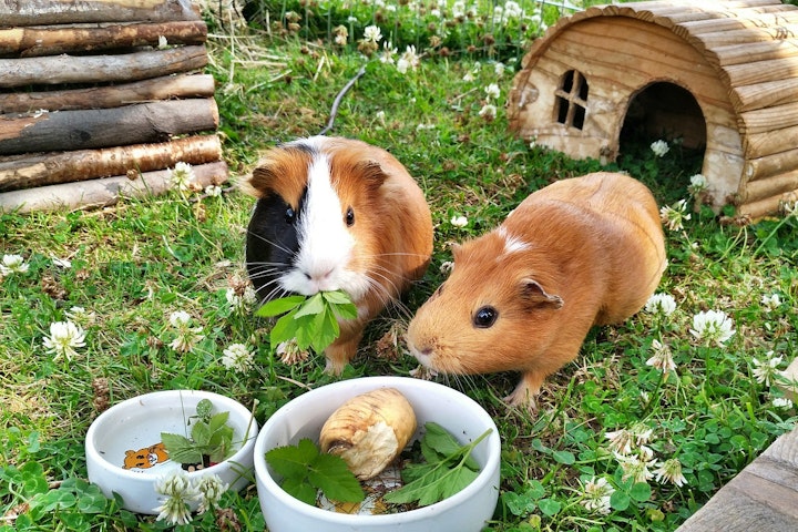 テンジクネズミ,ふれあい,モルモット,動物園,触れる