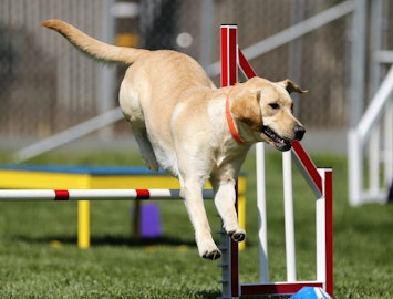 話題のドッグスポーツって？愛犬と一緒に楽しくチャレンジしよう！のアイキャッチ画像