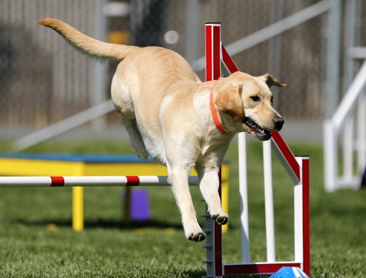 話題のドッグスポーツって？愛犬と一緒に楽しくチャレンジしよう！のアイキャッチ画像