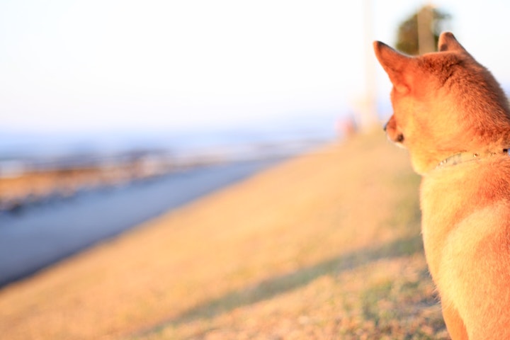 ペット,世話,時間,比較,犬,猫,留守番,費用,飼いやすい
