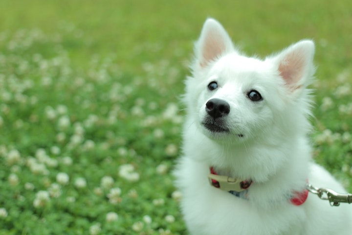 【春】愛犬と一緒にインスタで話題のお花畑に行こう！【2019最新版】 - CHERIEE あにまるマガジン