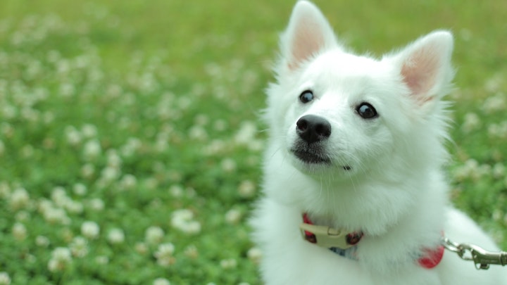 【2026年関東版】愛犬と一緒にインスタで話題のお花畑に行こう!のアイキャッチ画像