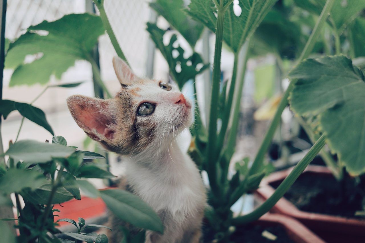 猫が嫌う植物を紹介！猫よけや猫のための空間づくりに活用しよう