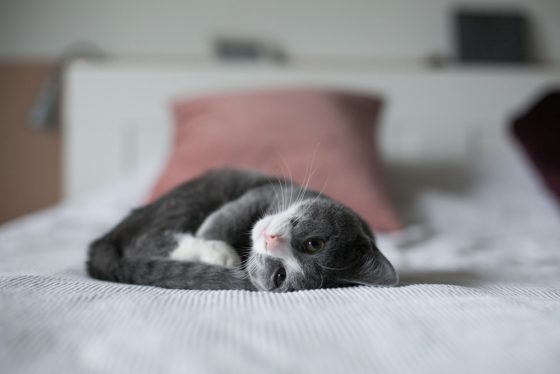 ベッドに可愛く寝てる猫