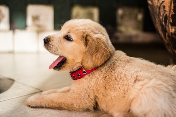 「犬を飼おう！」と決意したら読んで欲しい【犬と暮らす心構え】のアイキャッチ画像