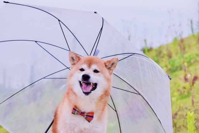 犬と傘