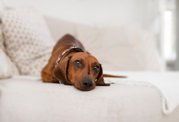 飼い犬がストレスを抱えているときに見られる行動と原因、対処法を紹介！のアイキャッチ画像