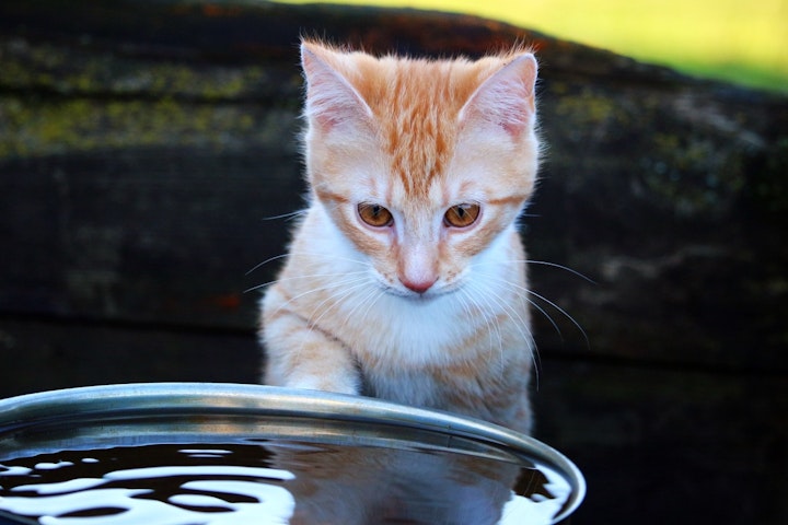 猫と水