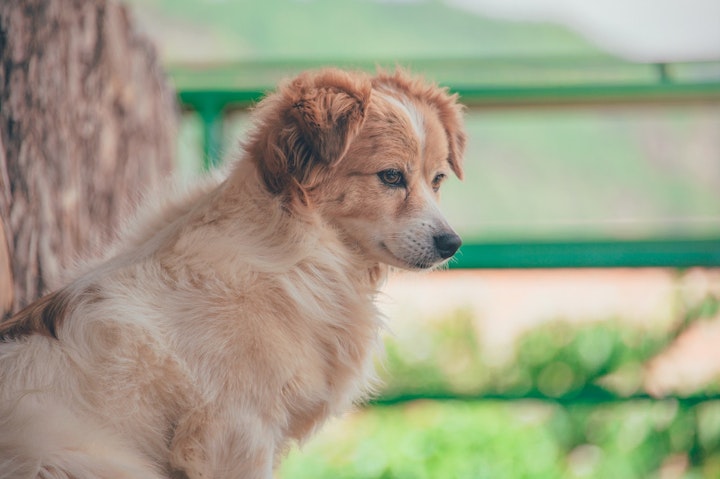 見つめる犬