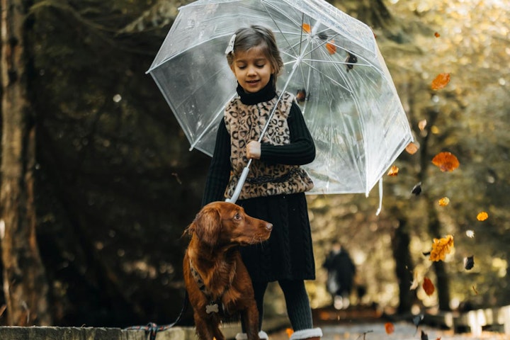 ストレス,家,散歩,犬,解消,過ごし方,雨