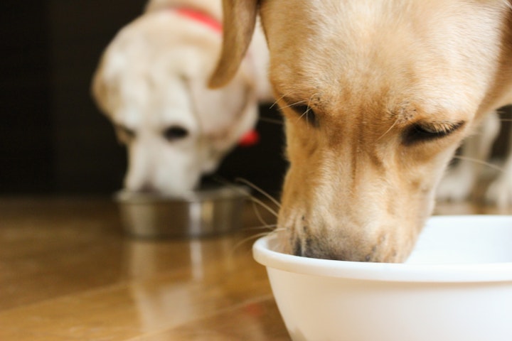 餌を食べている犬