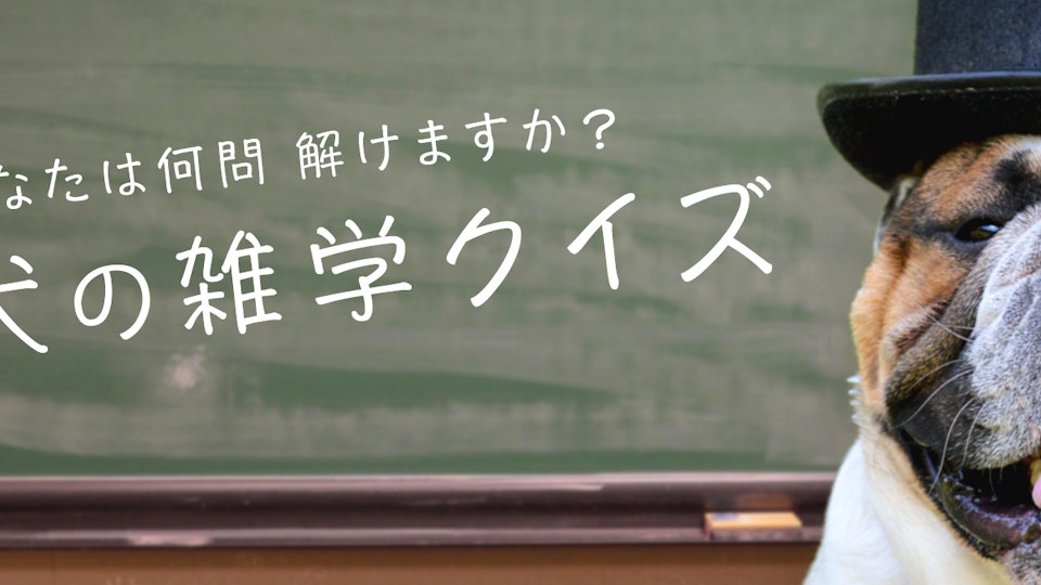 正答率30%!?あなたは何問解けますか?犬の雑学クイズ