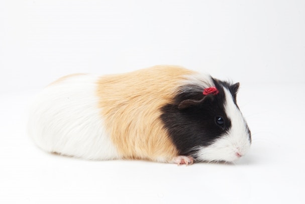 モルモットを飼うなら最低限知っておきたい3つの知識のアイキャッチ画像