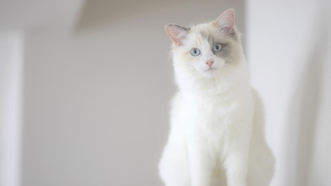 甘えん坊な猫、ぬいぐるみのような猫と言えば?人気なラグドールの特徴のアイキャッチ画像
