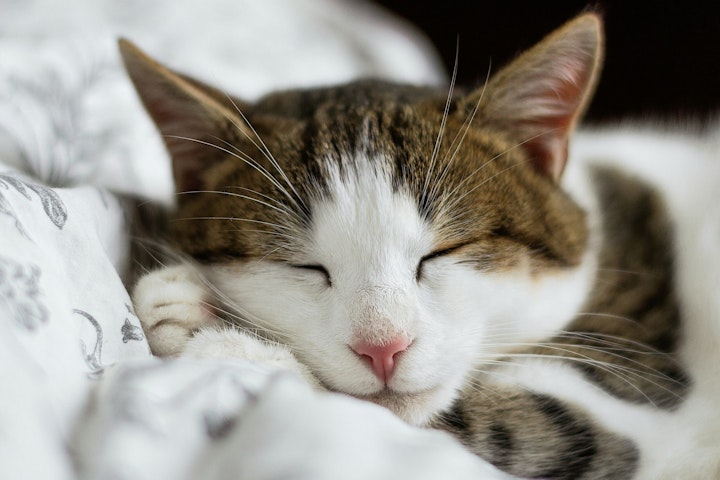 低気圧、寝てる、怖い、梅雨、水、狩り、猫、眠い、眠くなる、雨、雨の日、餌