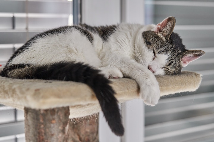 低気圧、寝てる、怖い、梅雨、水、狩り、猫、眠い、眠くなる、雨、雨の日、餌