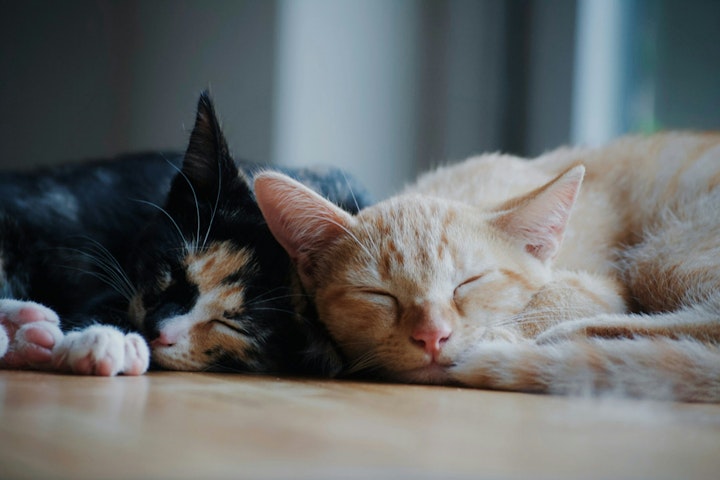 低気圧、寝てる、怖い、梅雨、水、狩り、猫、眠い、眠くなる、雨、雨の日、餌