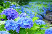 記事カテゴリ第5位