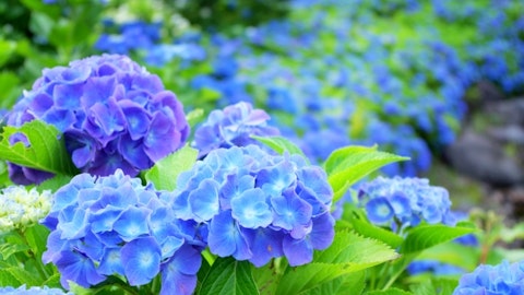 【危険】紫陽花(アジサイ)には毒!犬が食べたときの中毒症状と対処法のアイキャッチ画像