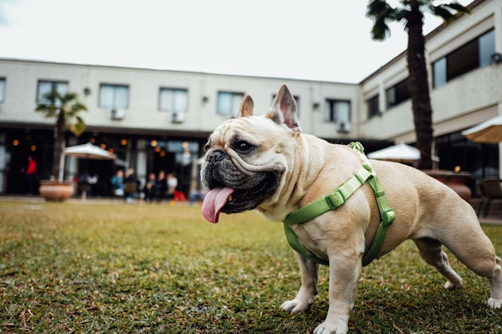 犬　宿泊