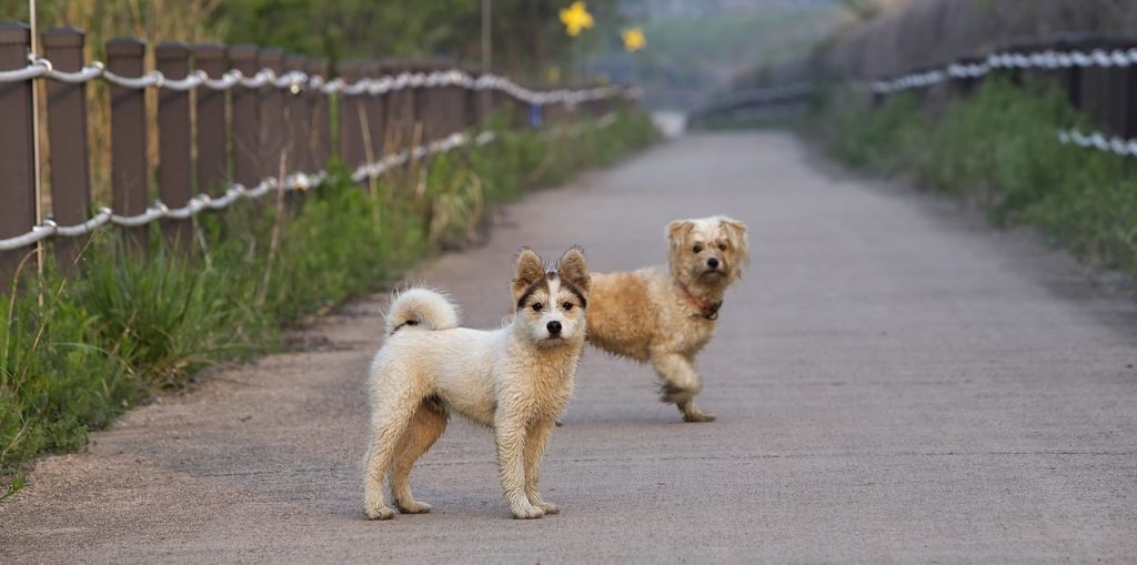 道路を歩く野犬たち