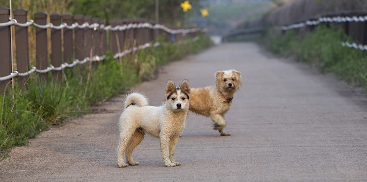 保護犬のボランティア活動とは？全体像を把握して自分なりの携わり方を探そうのアイキャッチ画像