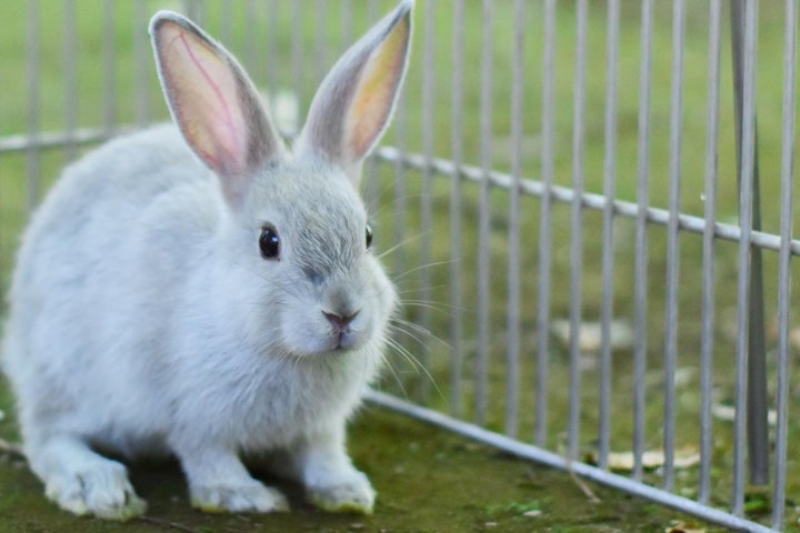 うさぎ,入門,特集,飼い方