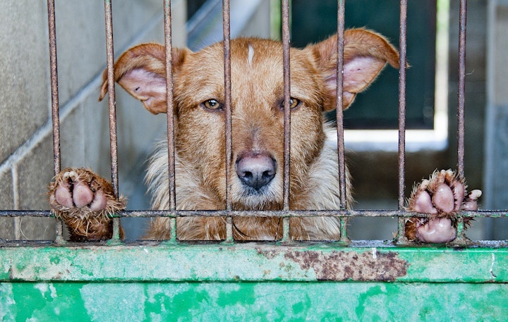 保護された犬たち