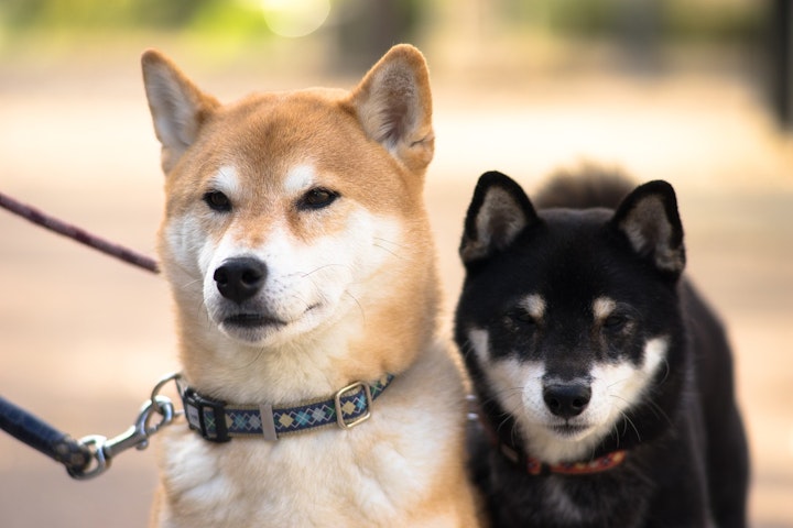 遠くを見つめる柴犬