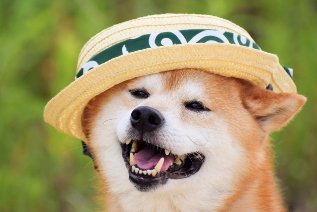 実は危険なキャリーバッグ！？犬の熱中症は湿度に関係があった！