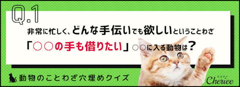 動物のことわざ穴埋めクイズ！のアイキャッチ画像