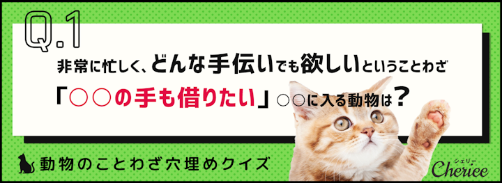 動物のことわざ穴埋めクイズ！のアイキャッチ画像