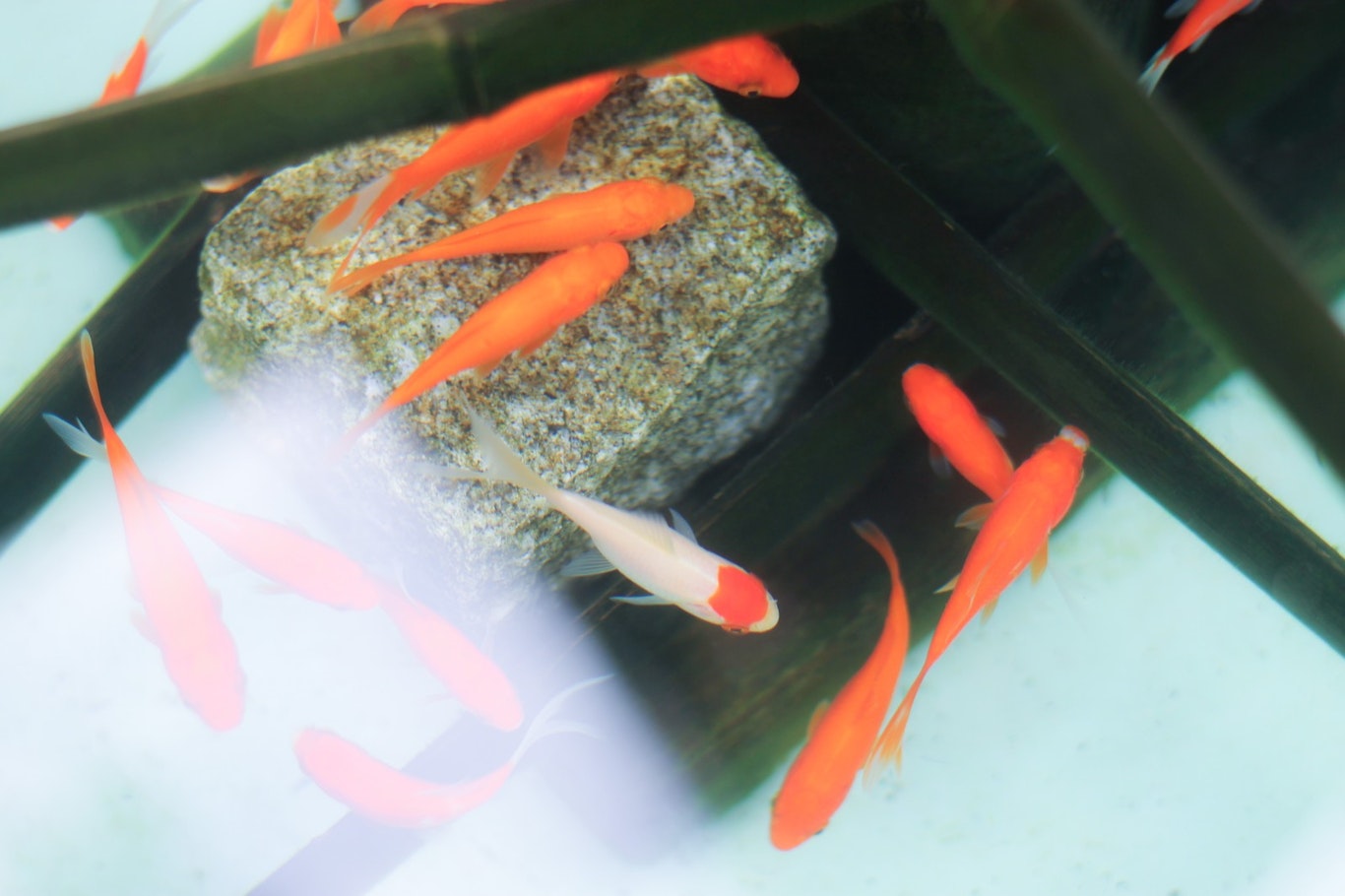 水質管理が大事 意外と知らない金魚の飼い方 シェリー ペットの幸せを一緒に考える 水質管理が大事 意外と知らない金魚の飼い方 シェリー ペットの幸せを一緒に考える