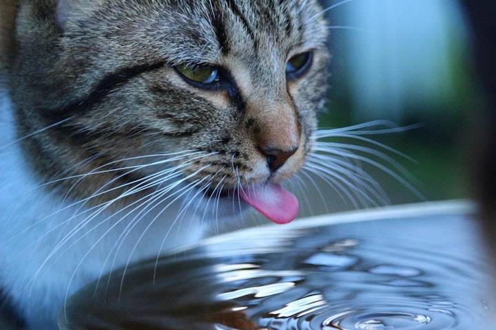 トイレ,回数,猫,猫種,腎臓,腎臓病,高齢