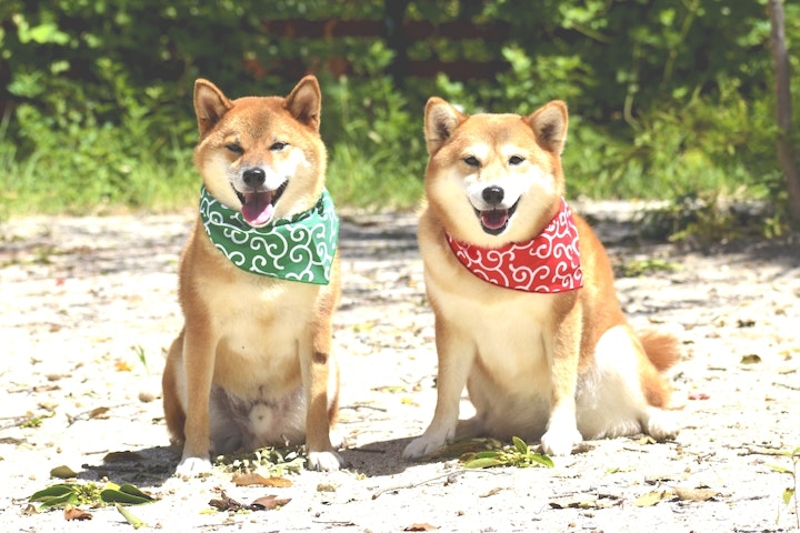 日本の犬