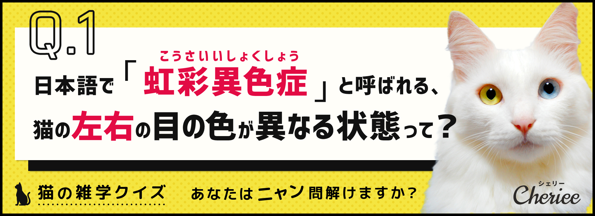 あなたはニャン問解けますか？猫の雑学クイズ
