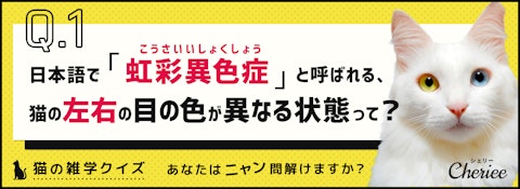 あなたはニャン問解けますか？猫の雑学クイズのアイキャッチ画像