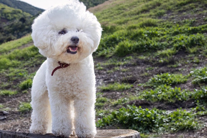 ビションフリーゼ,外耳炎,尿路結石,犬,犬図鑑,犬種,飼い方