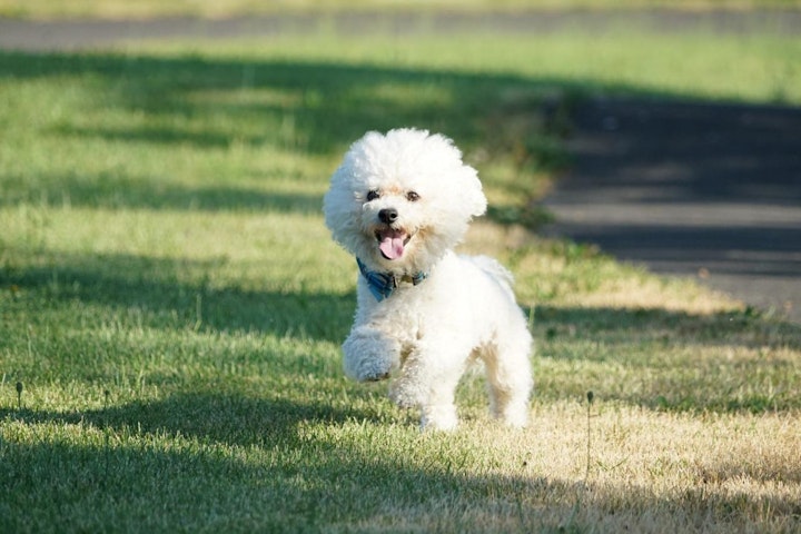 ビションフリーゼ,外耳炎,尿路結石,犬,犬図鑑,犬種,飼い方