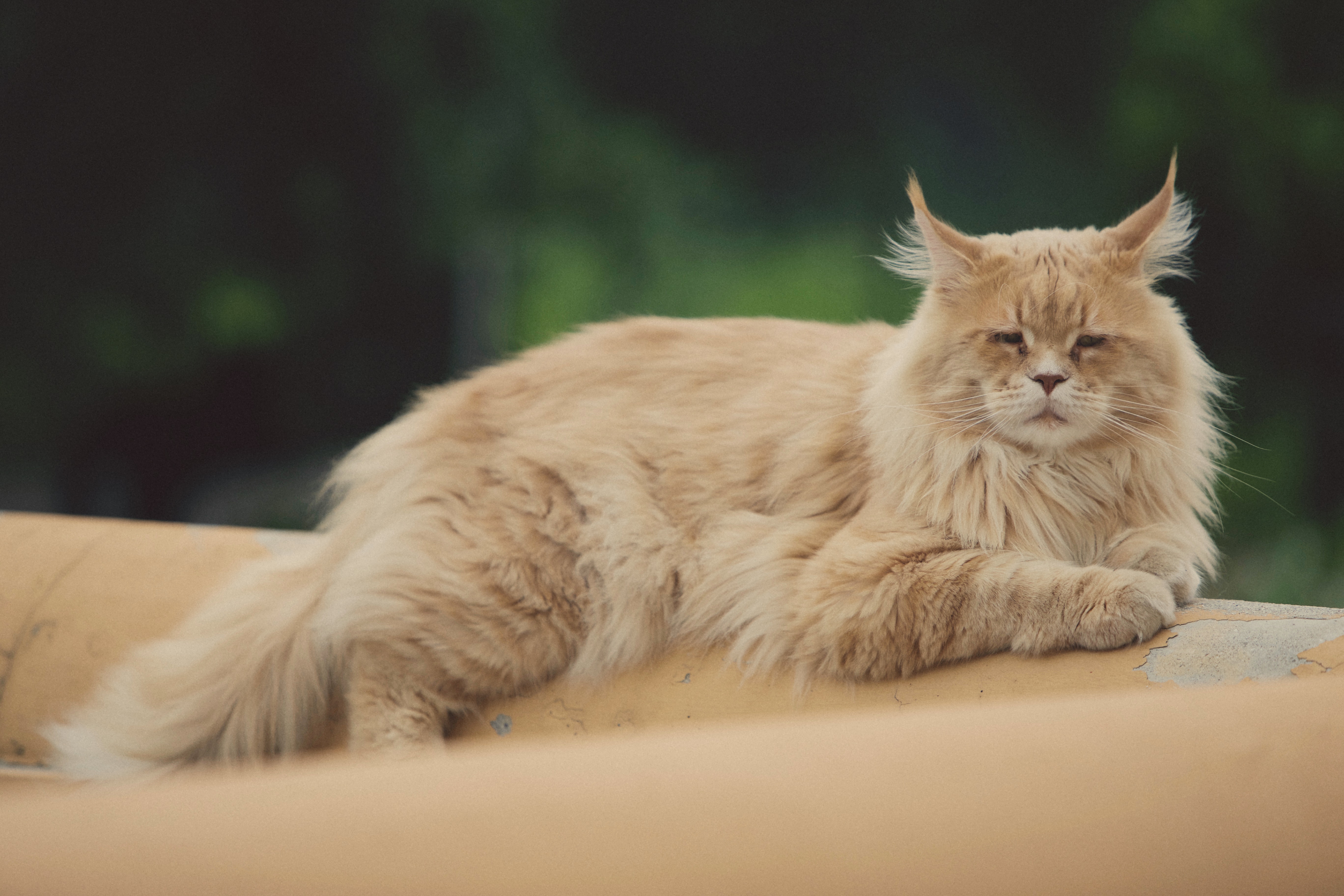 猫図鑑】家猫の中では最大種！メインクーンの魅力や特徴についてご紹介