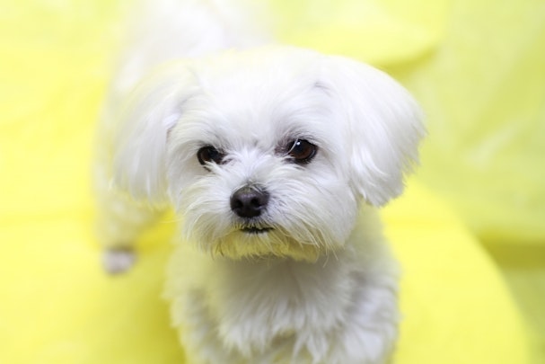 シロの犬種は?クレヨンしんちゃんの愛されキャラに似た犬種を紹介のアイキャッチ画像