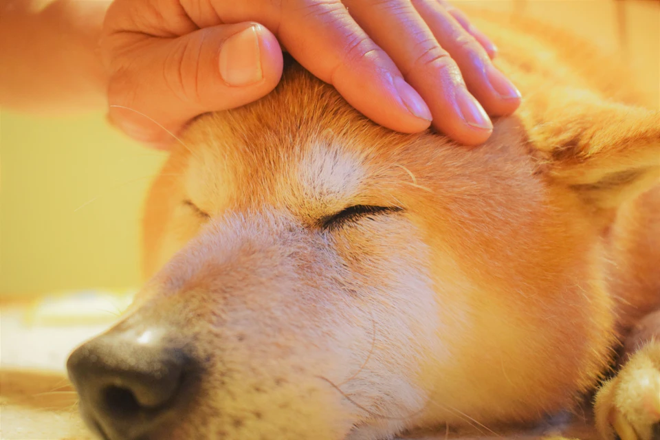 どこでも喜ぶわけじゃない!犬が撫でられて嬉しい7箇所・嫌な4箇所 - CHERIEE あにまるマガジン