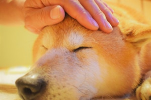 スキンシップ,場所,犬,触る,撫でる,飼い主