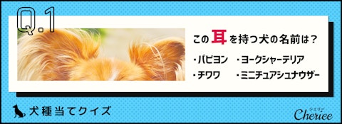 犬の耳だけで分かりますか？犬種当てクイズ！のアイキャッチ画像