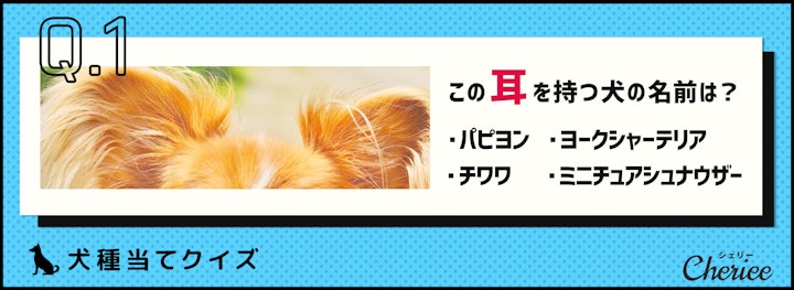 犬の耳だけで分かりますか？犬種当てクイズ！のアイキャッチ画像