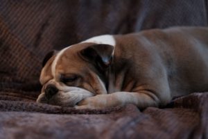 犬の睡眠時間は人間より長い 年齢 犬種によっても違う シェリー ペットの幸せを一緒に考える