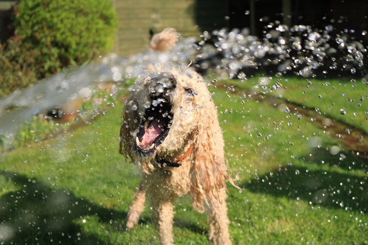 水浴び犬