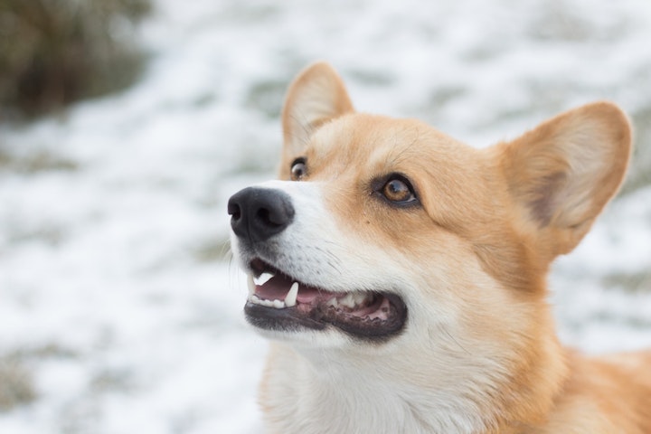 犬の幸せ