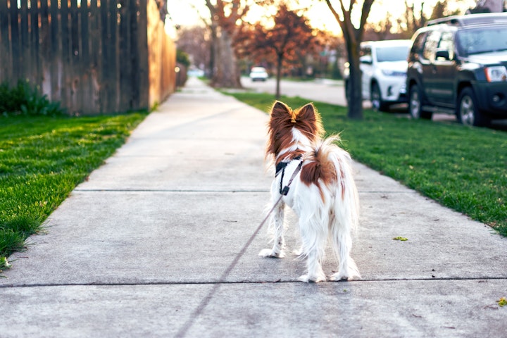 犬　迷子